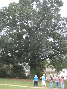 Durham Old Tree Hike, Ancient Oak