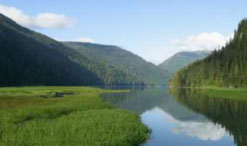 Protect the Great Bear Rainforest!