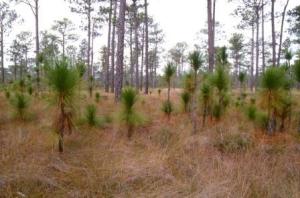 Young Long Leaf Pines