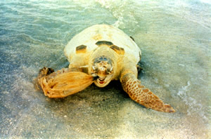 Wildlife, sea turtle plastic bag