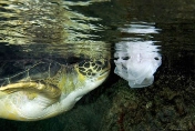 Sea turtles will have fewer false jellies to eat.