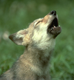 Wolf Pup Howling