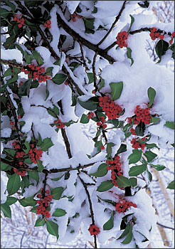 Holly Branches in Snow