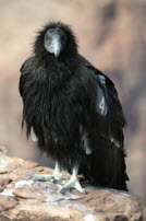 California condor (Photo courtesy of National Park Service)