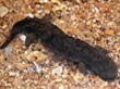 Missouri Hellbender Lizard