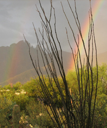 Rainbow in Tucson desert (Photo by Michael Smith)