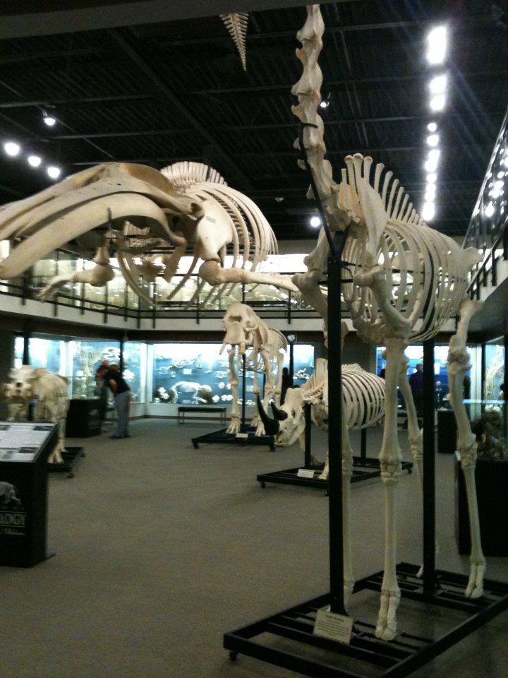 OKC Osteology Museum