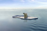 Polar Bear
in the Arctic Ocean