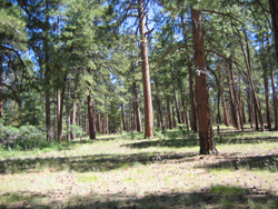 North Kaibab ponderosa pines