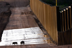 Javelina at the wall (Photo by Krista Schlyer, ILCP)