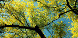 Shade trees offer great savings (Courtesy of APS)