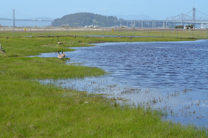 Wetlands at Alameda Point