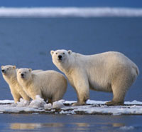 One Million for the Arctic