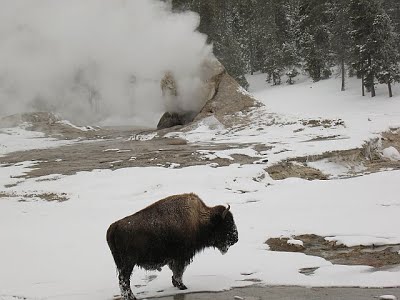 bison.jpg