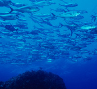 Take Action: Support National Ocean Policy