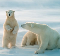 House Parties: Discovery Channel's Frozen Planet -- read more.