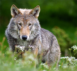 Take Action: Save Red Wolves from Extinction