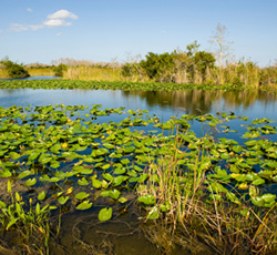 Take Action: Tell Congress to Protect Our Wetlands and Streams