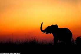 elephant sunset.jpg