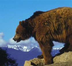 Tribes Must Be Heard on Grizzly Delisting