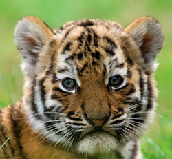  Take Action: Protect Siberian tigers from illegal logging!