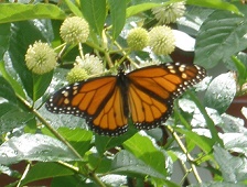 monarch on button bush