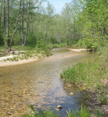 stream in Pioneer Forest