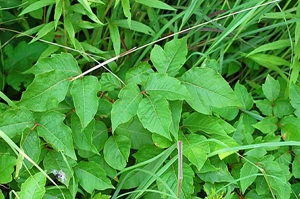 poison ivy