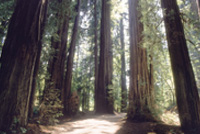 Send a message to protect old growth forests!